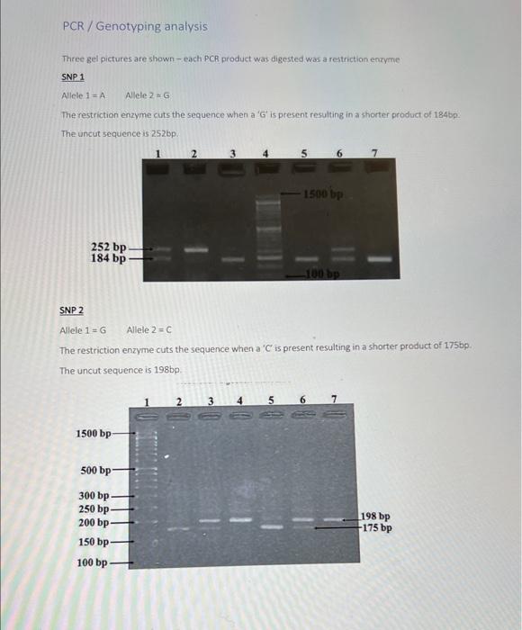 PCR/Genotyping analysis
Three gel pictures are shown - each.PCR product was digested was a restriction enryme
SNP 1
Allele \(