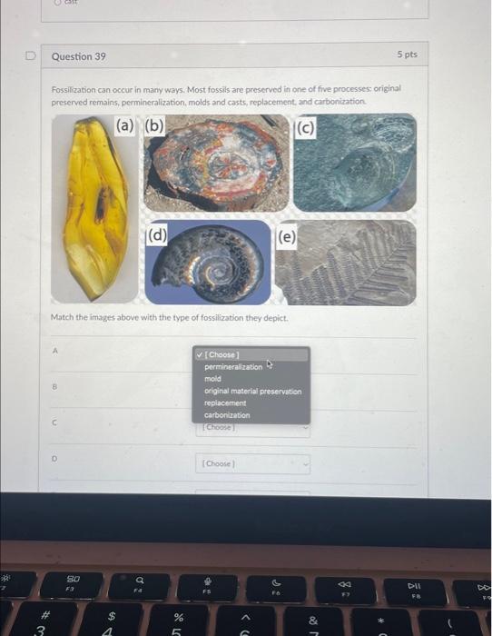 Solved # 3 Question 39 Fossilization Can Occur In Many Ways. | Chegg.com