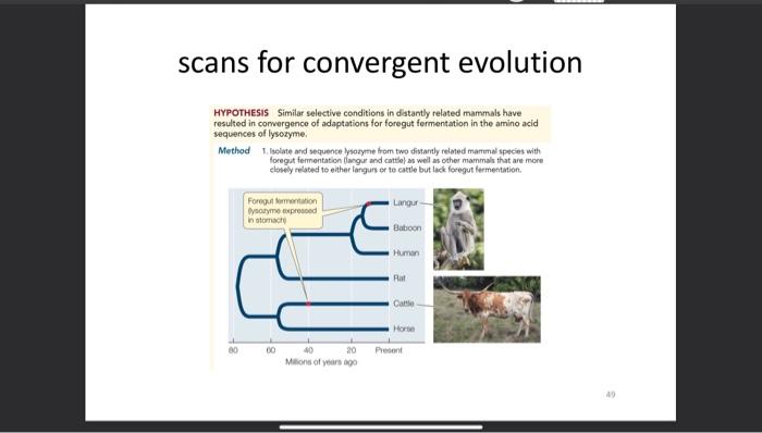 Solved Evolution And Genetics Course What Is The Convergent Chegg Com   Image