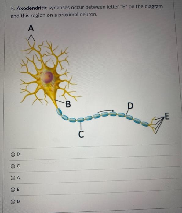 Solved 5. Axodendritic synapses occur between letter 