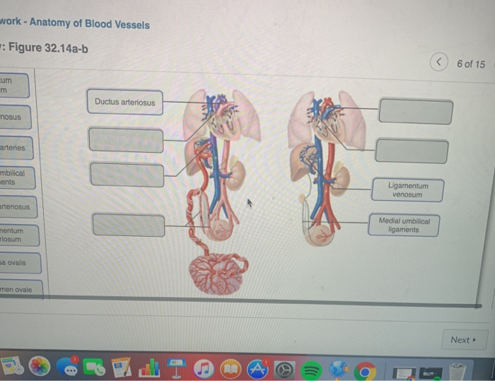 Solved Work - Anatomy Of Blood Vessels : Figure 32.14a-b 6 | Chegg.com