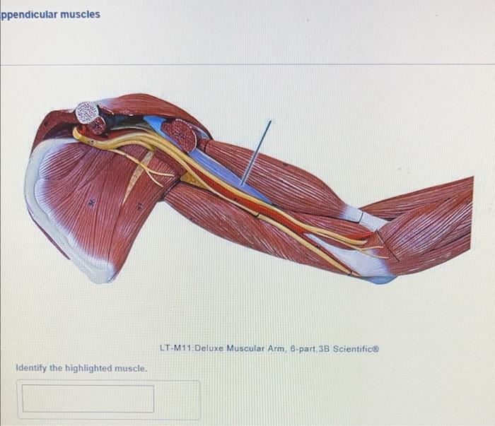 ppendicular muscles
Identify the highlighted muscle.
LT-M11 Deluxe Muscular Arm, 6-part 3B Scientific