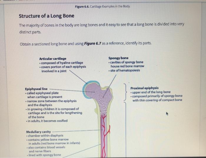 Long Bone Labeling - Femur Definition Function Diagram Facts Britannica