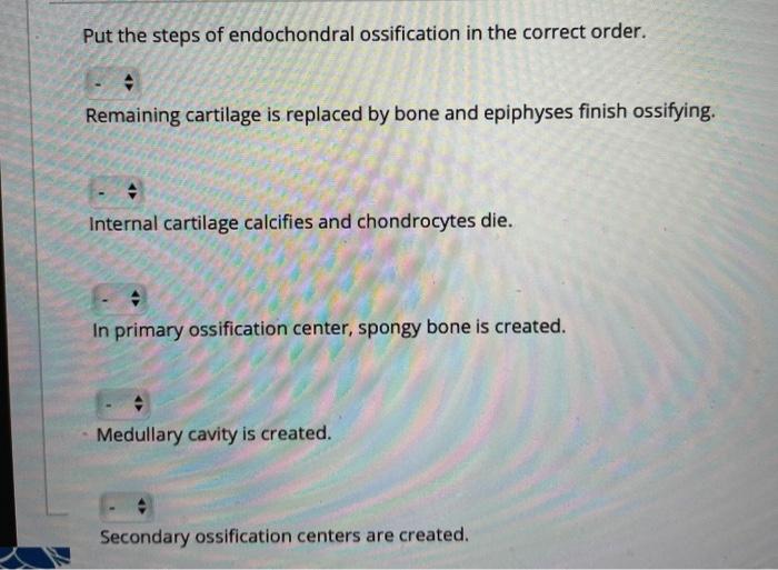 Solved Put the steps of endochondral ossification in the