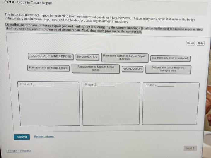 Solved Part A Steps in Tissue Repair The body has many