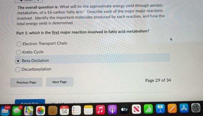 essay writer cheat