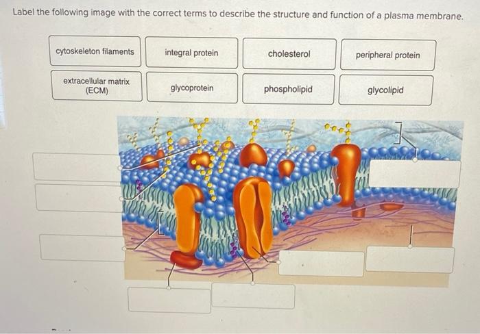 solved-label-the-following-image-with-the-correct-terms