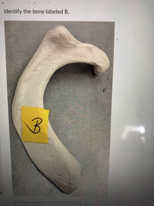 Solved Identify The Bone Labeled B. | Chegg.com