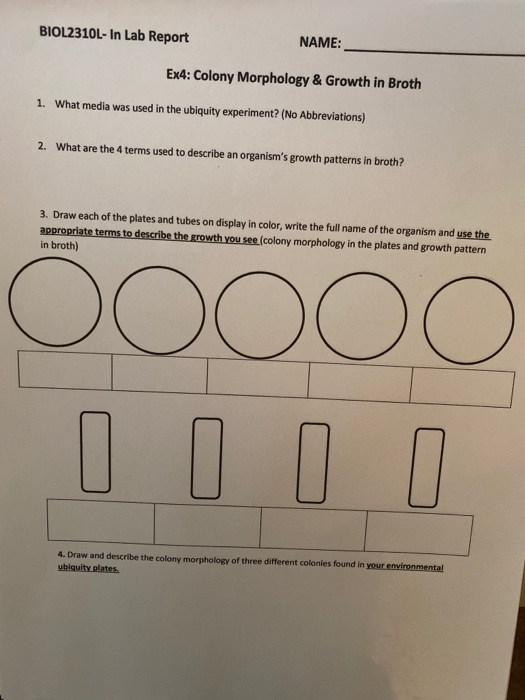 Solved BIOL2310L In Lab Report NAME Ex4 Colony Morphology Chegg