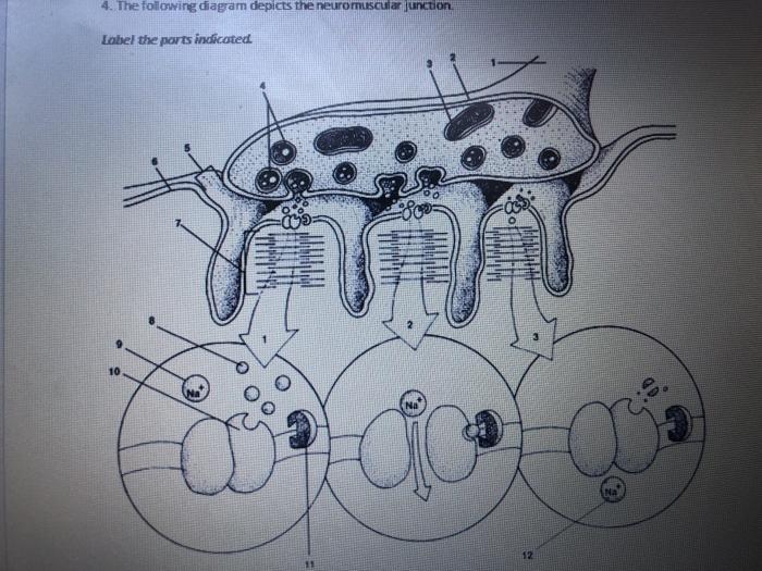 Solved 4. The following diagram depicts the neuromuscular | Chegg.com
