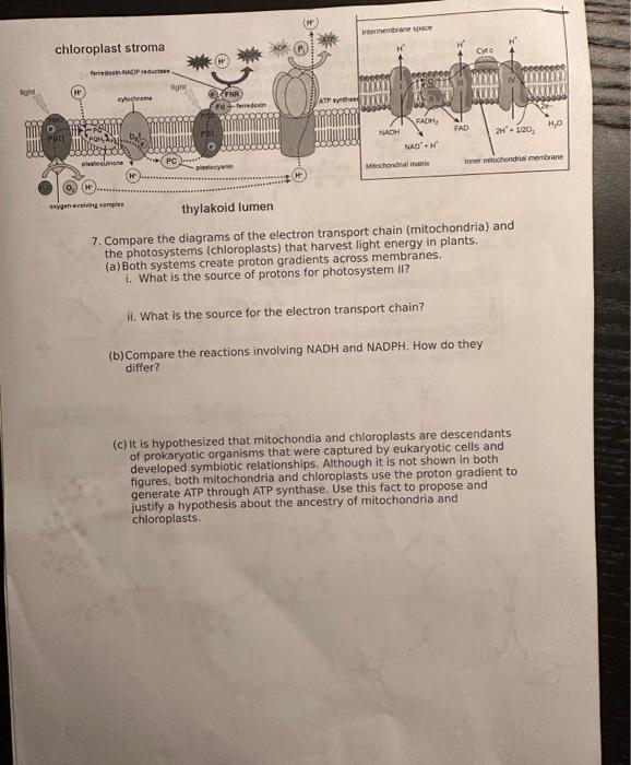 Solved 7. Compare the diagrams of the electron transport | Chegg.com