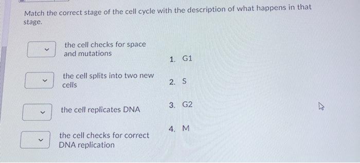 Solved Match the correct stage of the cell cycle with the | Chegg.com