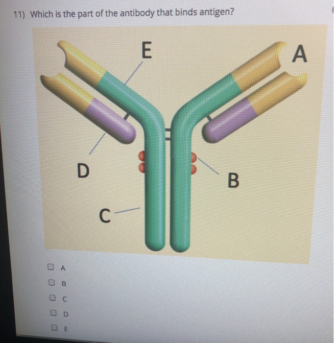 Solved 11) Which is the part of the antibody that binds | Chegg.com