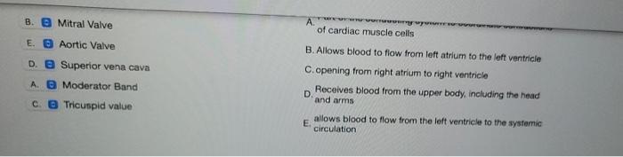 B. e Mitral Valve Ar of cardiac muscle cells E. B Aortic Valve B. Allows blood to flow from left atrium to the left ventricle