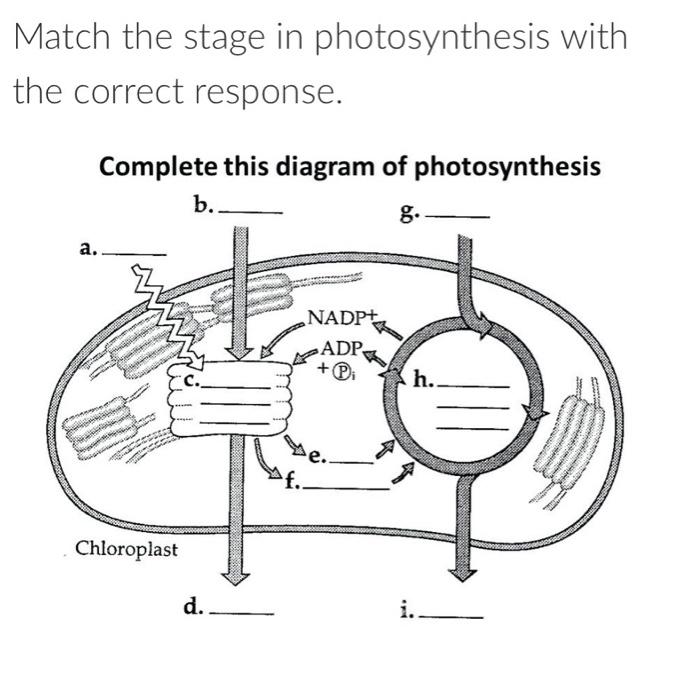 Match the stage in photosynthesis with the correct response.

Complete this diagram of photosynthesis