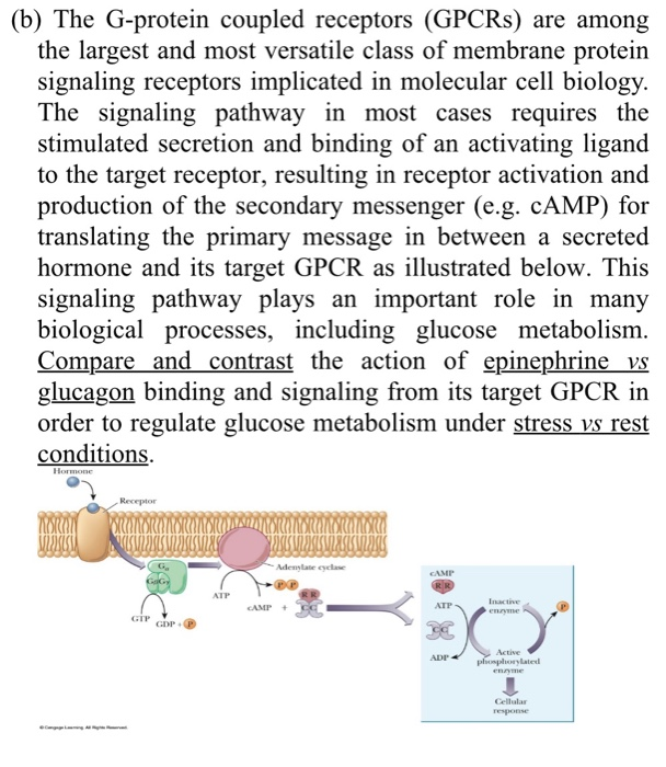 (b) The G-protein Coupled Receptors (GPCRs) Are Among | Chegg.com