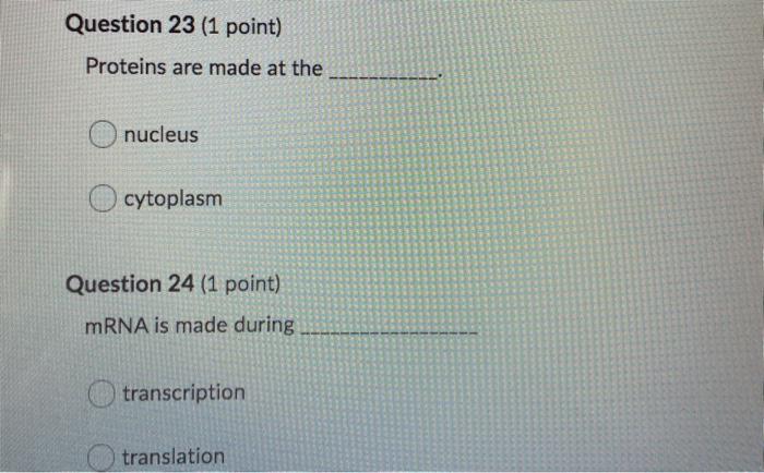 Question 23 (1 point) Proteins are made at the nucleus cytoplasm Question 24 (1 point) mRNA is made during transcription tran