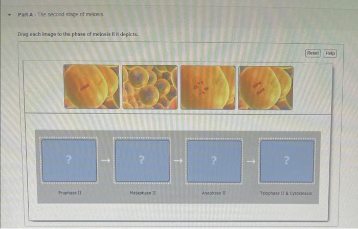 Solved Part A - The second stage of meiosis Drag each image | Chegg.com