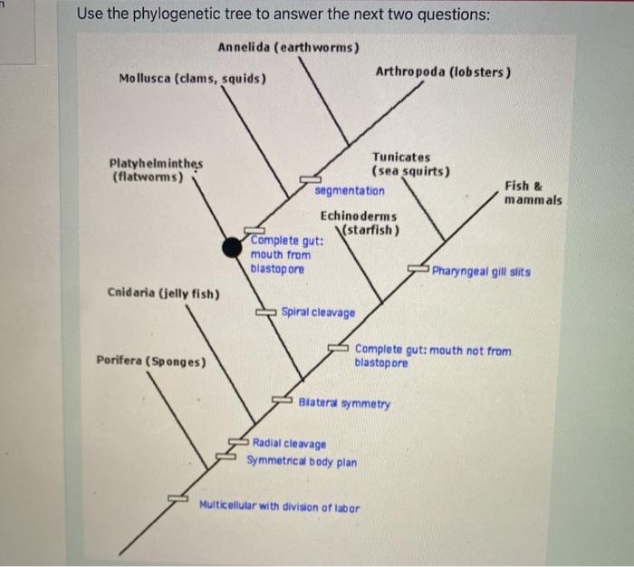 Solved Use the phylogenetic tree to answer the next two | Chegg.com