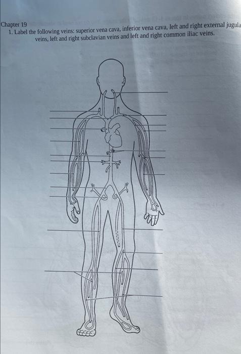 Solved Chapter 19 1. Label the following veins: superior | Chegg.com