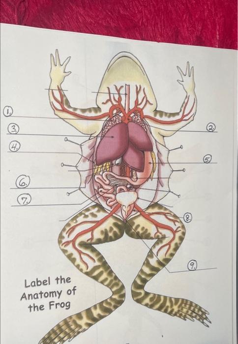Solved 0 3) 4 5 Label the Anatomy of the Frog | Chegg.com
