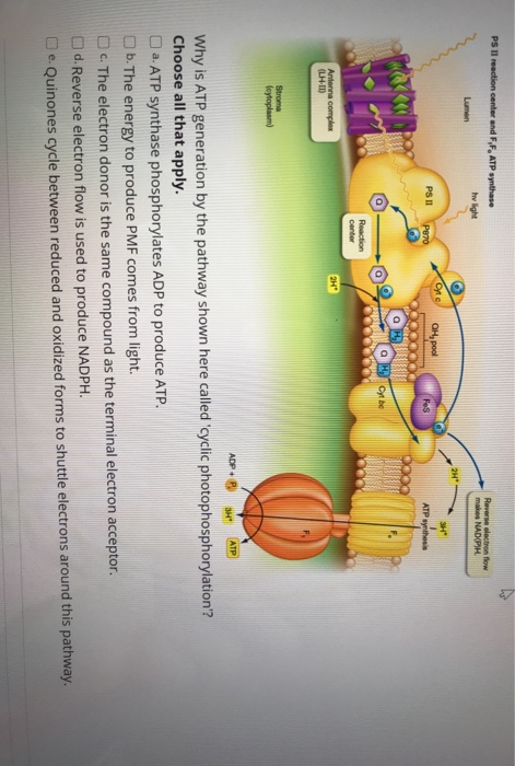 Solved Which metabolic reactions occur in both anaerobic | Chegg.com