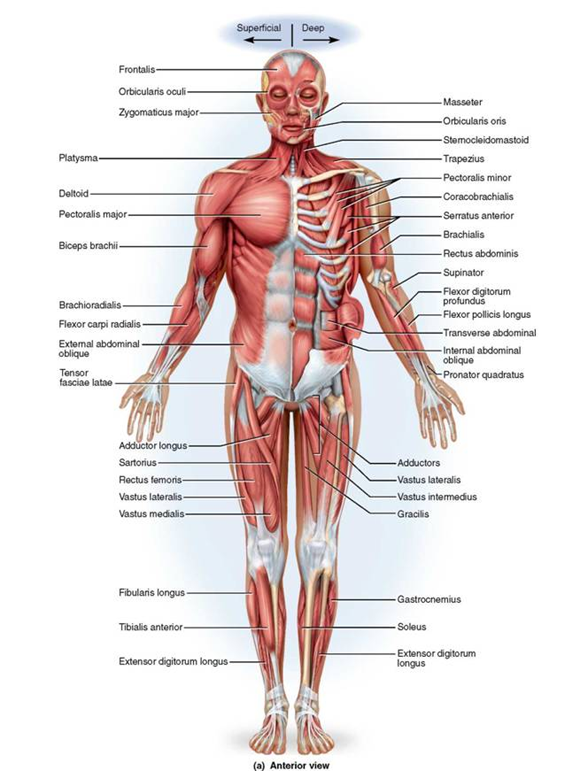 Chapter 2 Solutions Manual Of Structural Kinesiology 19th Edition Chegg 