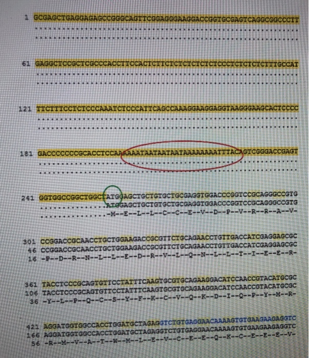 Solved 1 Consider The Genetic Sequence Above And Partic Chegg Com