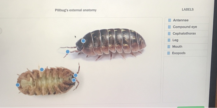 Solved Pillbug s External Anatomy LABELS Antennae I Compound Chegg solved-pillbug-s-external-anatomy-labels-antennae-i-compound-chegg