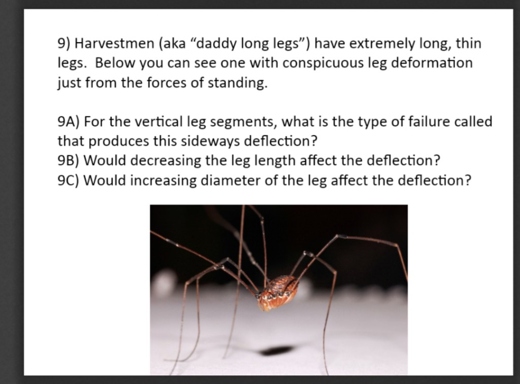 9 Surprising Facts About Daddy Longlegs