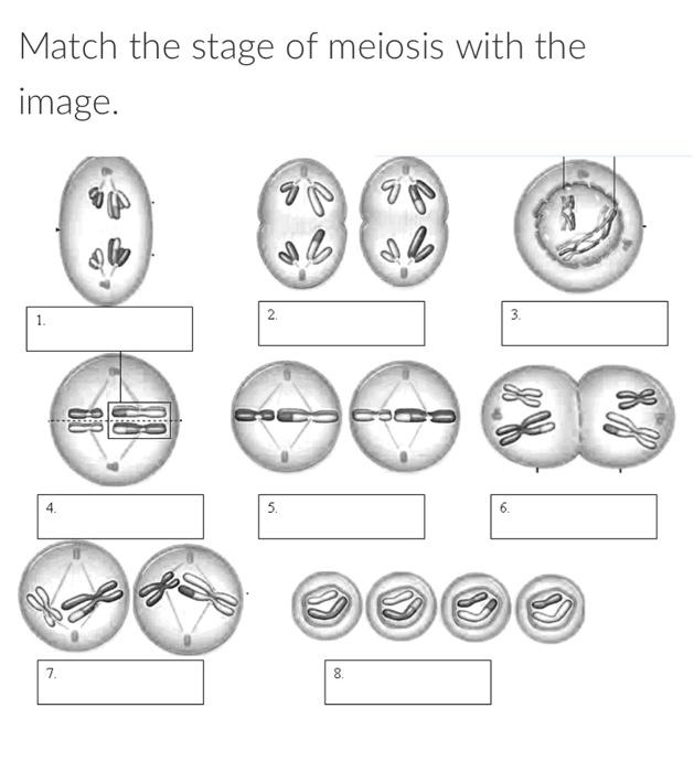 Solved Match the stage of meiosis with the image. [ Choose | Chegg.com