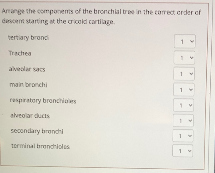 Solved Arrange the components of the bronchial tree in the