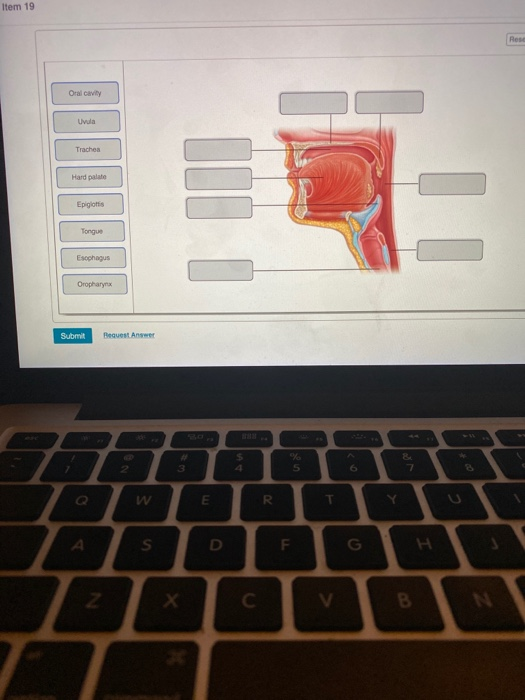 Solved of Homework - Anatomy of the Digestive system | Chegg.com
