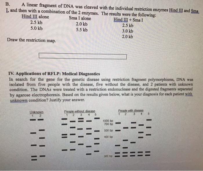 Solved B. A linear fragment of DNA was cleaved with the | Chegg.com