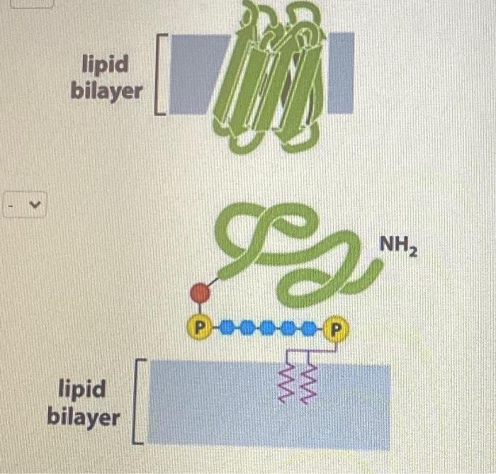 Solved A. Transmembrane domain B. Lipid anchor C. Monolayer | Chegg.com