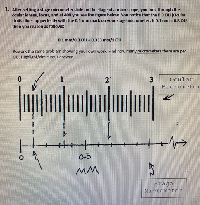 Solved 1. After setting a stage micrometer slide on the