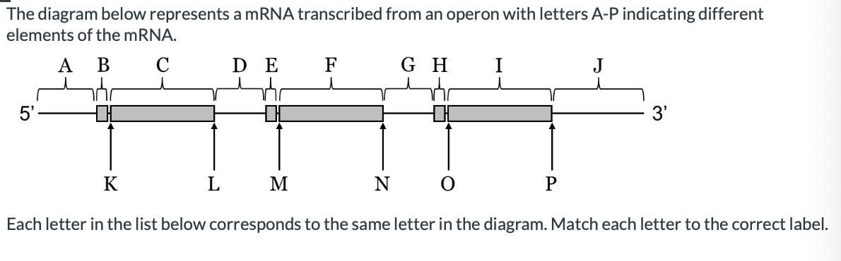 Solved The diagram below represents a mRNA transcribed from | Chegg.com