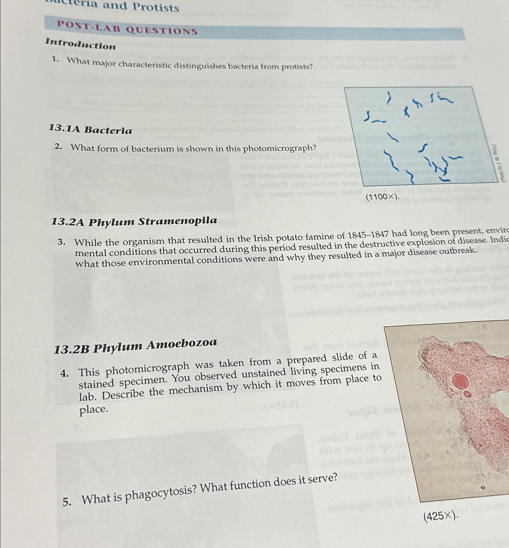 Solved eria and Protists\\nPOST-LAB | Chegg.com