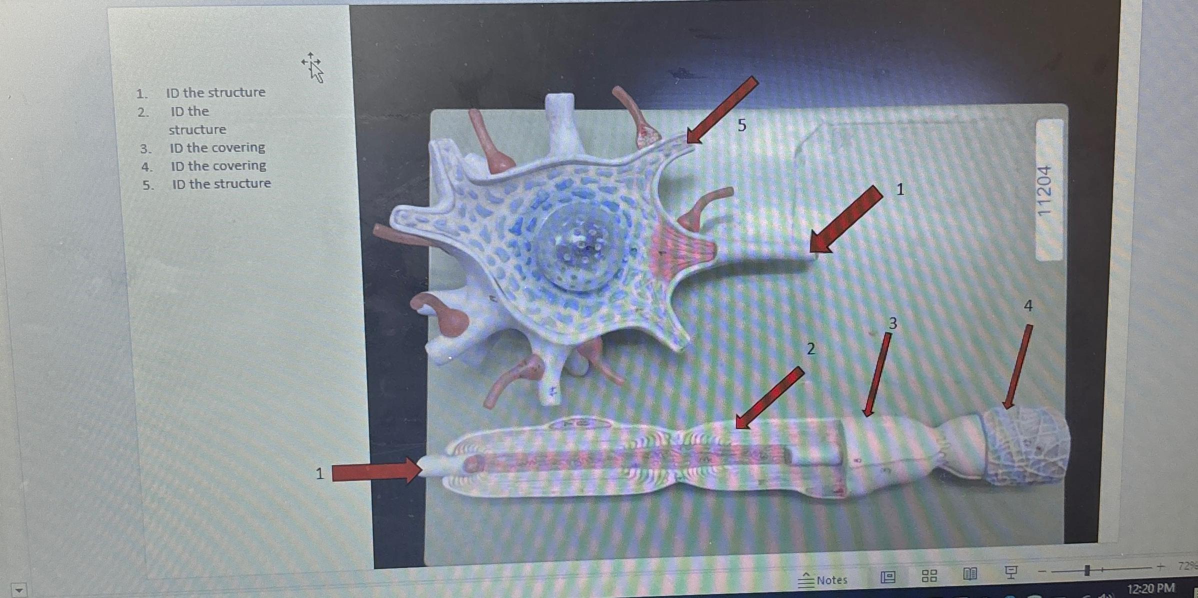 Solved How Many Nerve Cell Bodies Are Captured Within The Chegg Com
