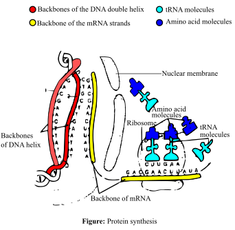 Solved Chapter 3 Problem 16co Solution Anatomy And Physiology