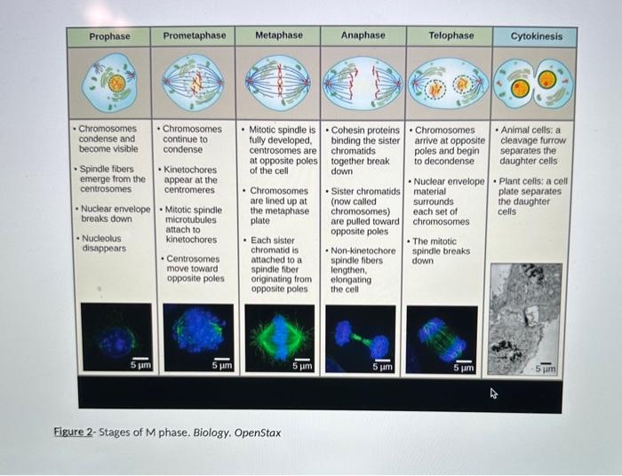 Lab 7 Mitosis and Cytokinesis Lab Exercise 1 1. Go to
