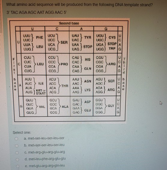 Solved What Amino Acid Sequence Will Be Produced From The Chegg Com