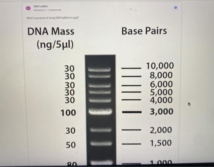 Solved DNA Ladder Homework Unswered What is purpose of using | Chegg.com