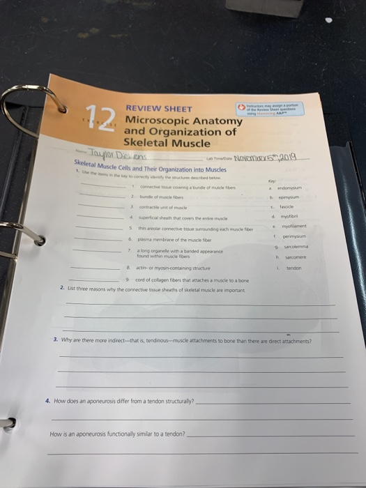 microscopic-anatomy-and-organization-of-skeletal-muscle-worksheet-41-pages-answer-doc-2-3mb