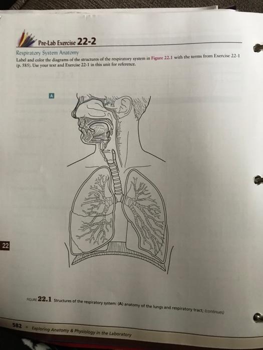 UNIT 1: The Respiratory System