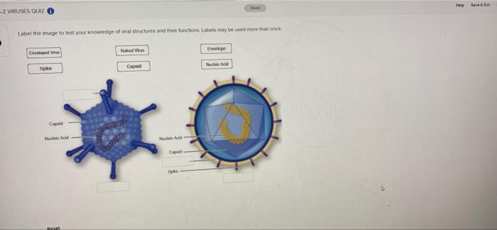Solved Seveda 2 VIRUSES QUIZ Label the image to test your | Chegg.com