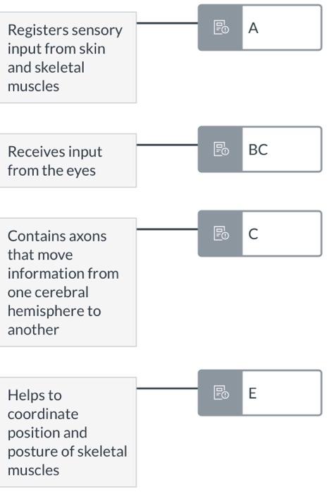 Solved Match Each Of The Brain Functions To The Correct Area | Chegg.com