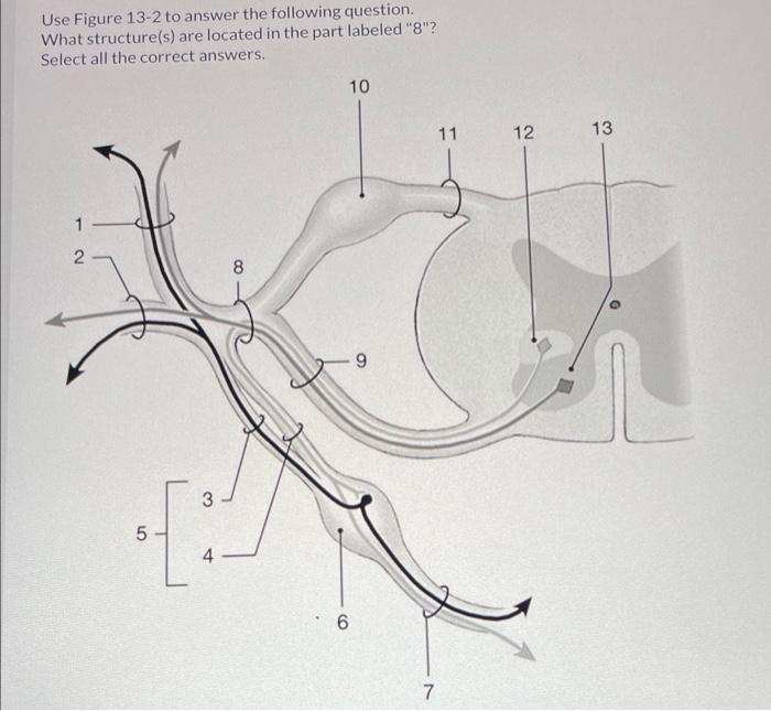 Use Figure 13-2 to answer the following question. What structure(s) are located in the part labeled 8? Select all the corre