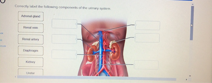 adrenal gland urinary system