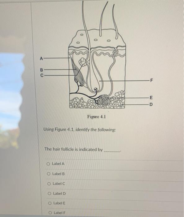 Solved Using Figure 4.1, identify the following: The hair | Chegg.com